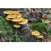 Мицелий Опенка летнего / Опенок липовый (Kuehneromyces mutabilis) Мицелий Опенка летнего / Опенок липовый (Kuehneromyces mutabilis)